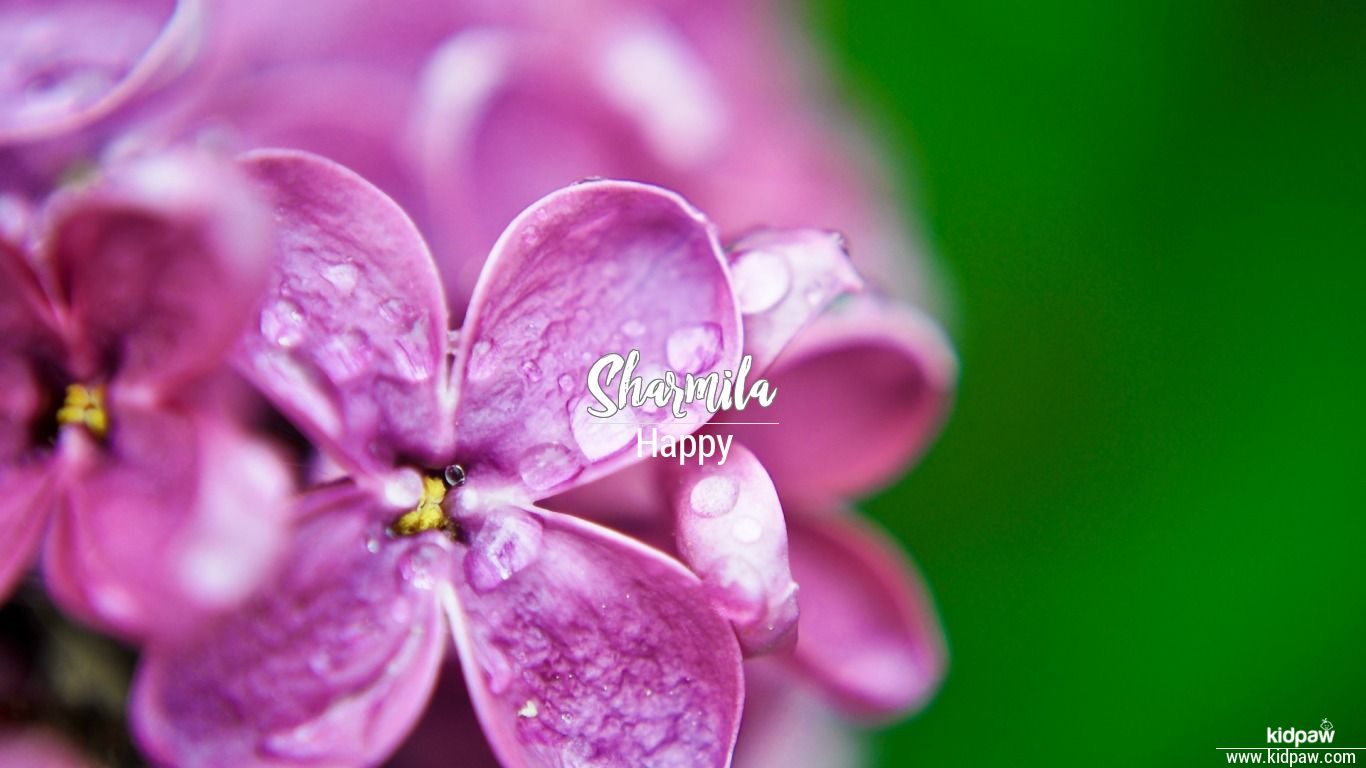 Sharmila 3D Name Wallpaper for Mobile, Write शर्मिला Name ...