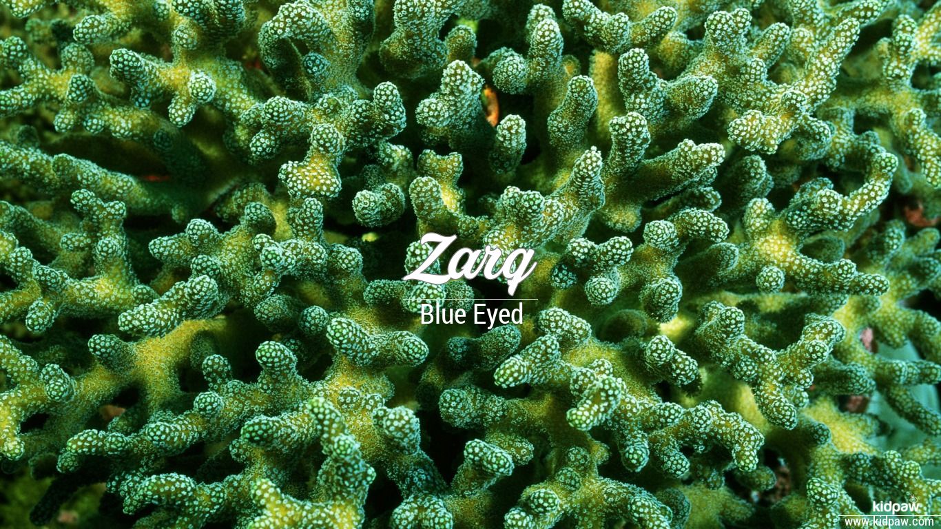 Zarq 3D Name Wallpaper for Mobile, Write زرق Name on Photo Online